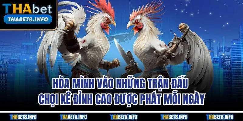 Những trận đấu chọi kê đỉnh cao mỗi ngày Những trận đấu chọi kê đỉnh cao mỗi ngày